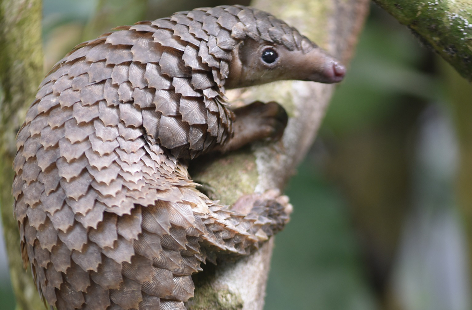 Pangolins - Seizure Of Huge African Pangolin Scale Shipment Points To